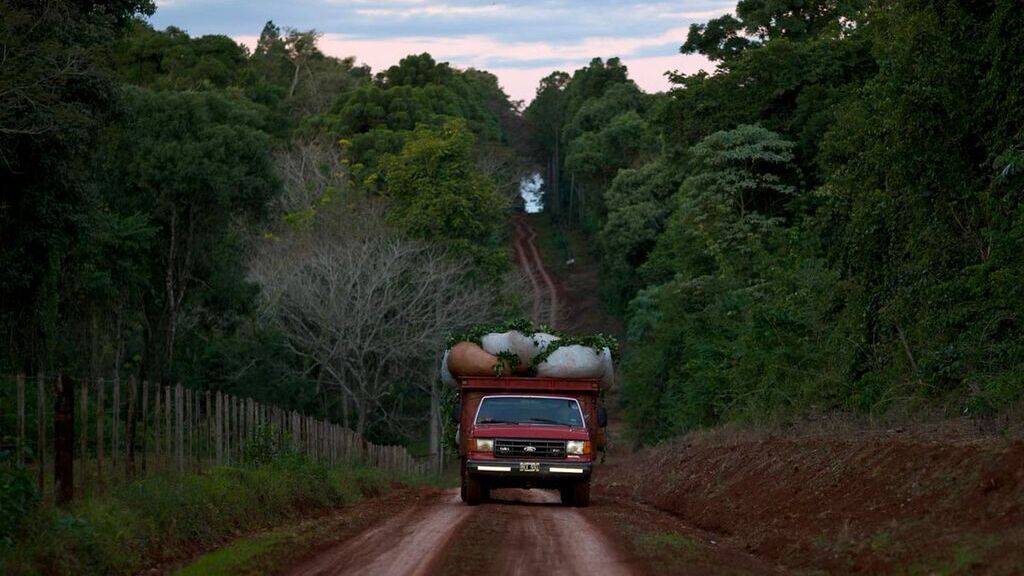yerba, Misiones, yerba mate